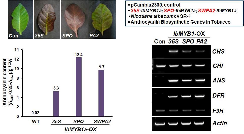 IbMYB1a 유전자의 안토시아닌 생합성 유전자 발현 조절 및 안토시아닌 색소생성 유도