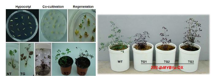 IbMYB1a 유전자 과발현 형질전환 알팔파 식물체 개발