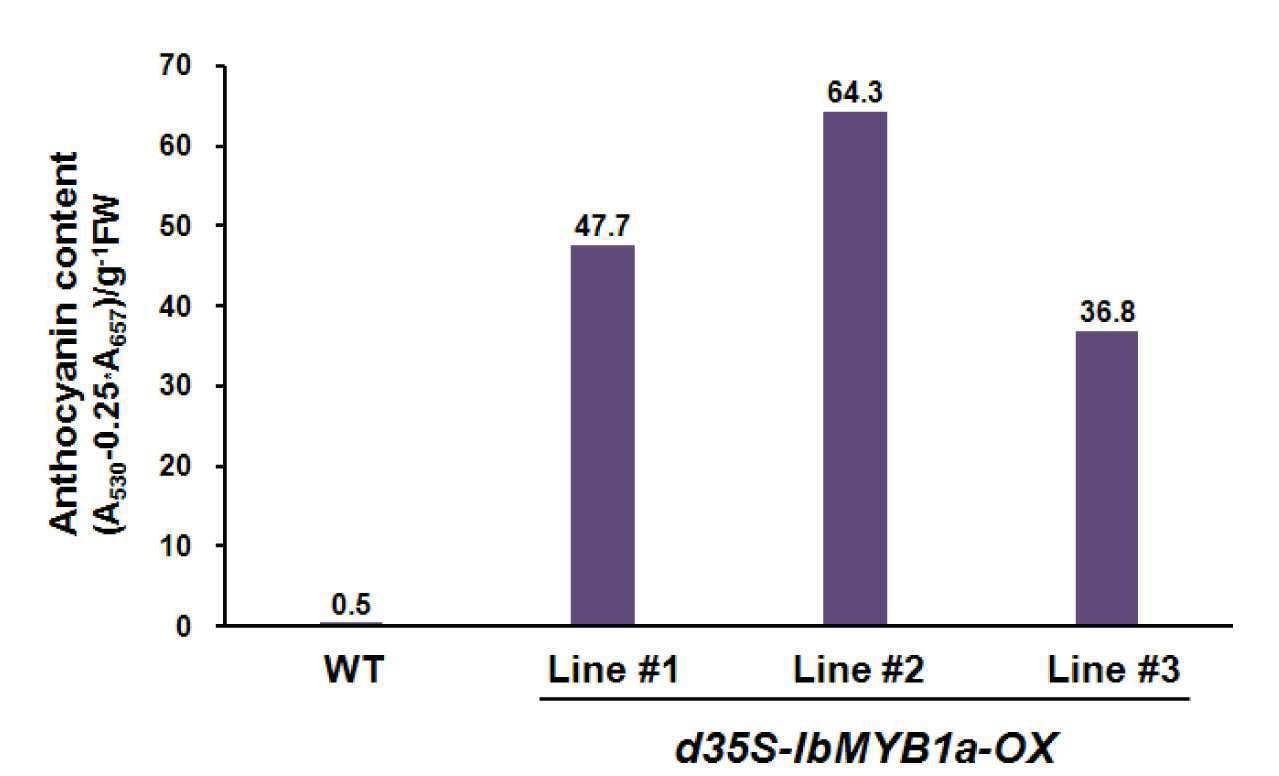 IbMYB1a 유전자 과발현 형질전환 알팔파 식물체의 전체 안토시아닌 함량 분석: TG1, TG2, TG3 라인
