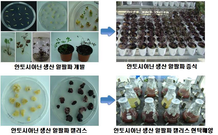 안토시아닌 고함유 35S-IbMYB1a-OX 형질전환 알팔파 식물체 개발 및 대량 증식(상). 안토시아닌 생산 알팔파 캘러스 현탁배양(하)