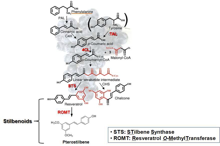 페닐프로파노이드 생합성경로에서 페닐알라닌/티로신으로부터 스틸벤 화합물인 레스베라트롤 및 프테로스틸벤 생합성 과정