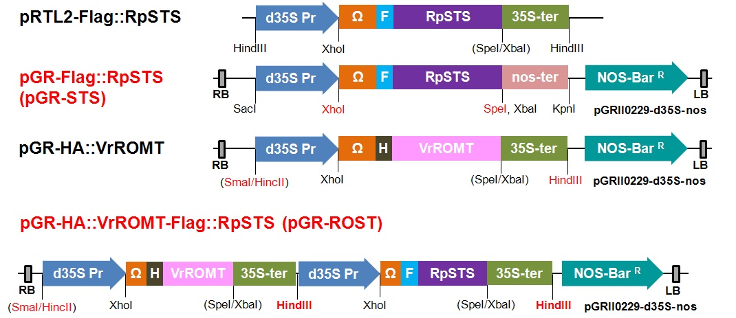 식물체 발현을 위한 pGreenII0229 binary 벡터를 이용한 RpSTS 및 VrROMT 유전자 과발현 벡터 시스템 제작