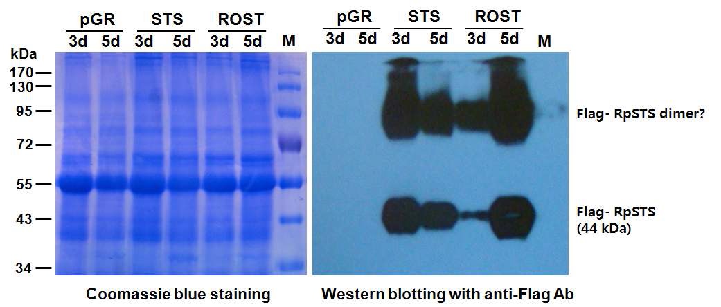 담배 agro-infiltration 실험을 통해 발현된 Flag-STS 단백질의 Western blot 분석