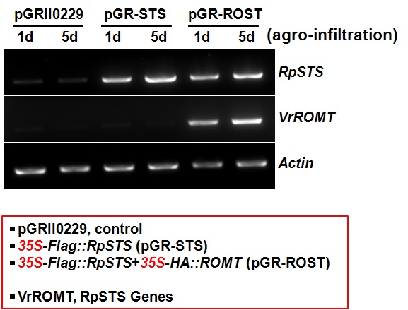 담배 agro-infiltration 실험으로 담배 잎에서 RpSTS 및 VrROMT 유전자 발현의 RT-PCR 분석