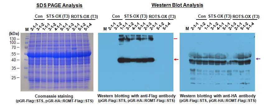 Flag-tag, HA-tag 항체를 이용한 Western blot 분석을 바탕으로 RpSTS 및 VrROMT 유전자 과발현 형질전환 애기장대 식물체(T3)의 선발