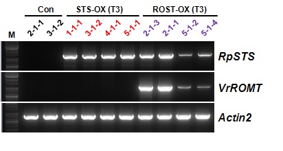 RpSTS 및 VrROMT 유전자 과발현 형질전환 애기장대 식물체(T3)에서 RpSTS 및 VrROMT 유전자 발현의 RT-PCR 분석