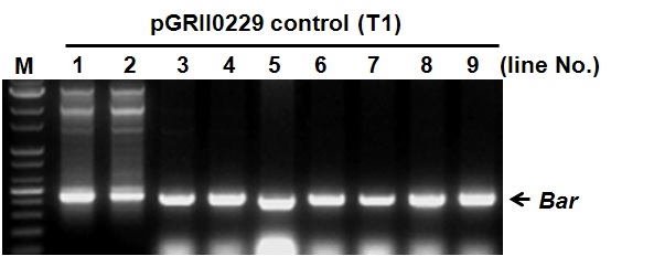 pGRII0229 형질전환 담배 식물체(T1 세대)의 genomic PCR 분석 및 라인 선발