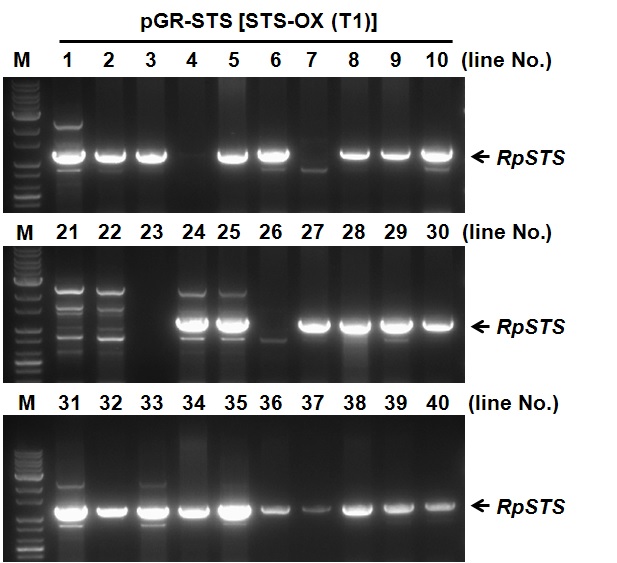 pGR-STS 형질전환 담배 식물체(T1 세대)의 genomic PCR 분석 및 라인 선발