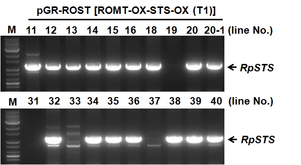 pGR-ROST 형질전환 담배 식물체(T1 세대)의 genomic PCR 분석 및 라인 선발