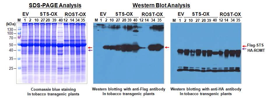 Flag-tag, HA-tag 항체를 이용한 Western blot 분석을 바탕으로 RpSTS 및 VrROMT 유전자 과발현 형질전환 담배 식물체(T1)의 선발