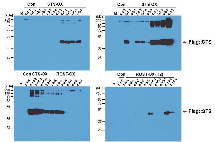 Flag-tag 항체를 이용한 Western blot 분석을 바탕으로 RpSTS 유전자 과발 현 형질전환 담배 식물체(T2)의 선발