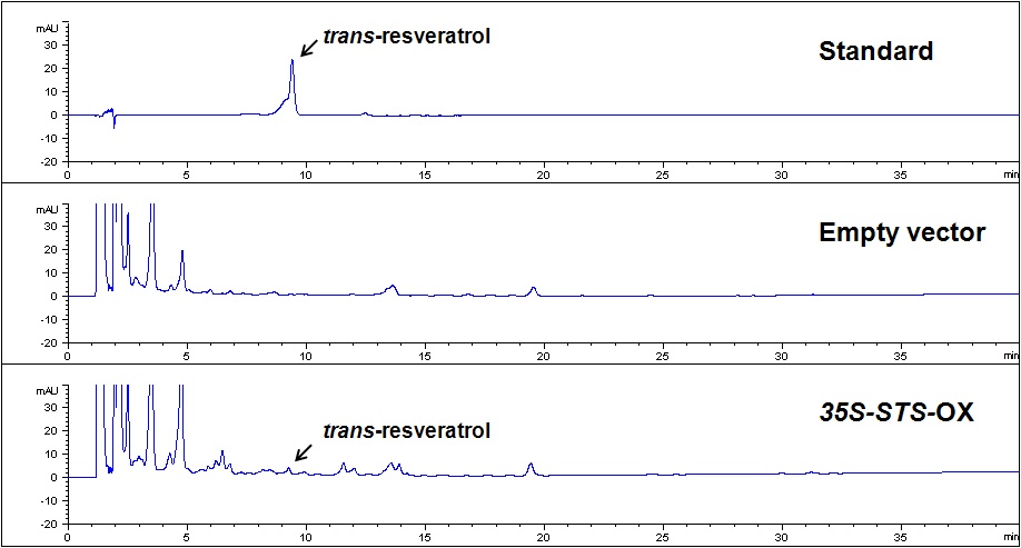 STS-OX 형질전환 담배 식물체(T2 세대, #4-10-3 라인) 잎 추출물의 HPLC 분석 그래프.