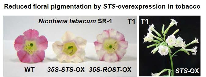 STS 과발현 형질전환 담배 식물체(35S-STS-OX, 35S-ROST-OX, T1 세대)의 꽃 색깔 변이 표현형 관찰