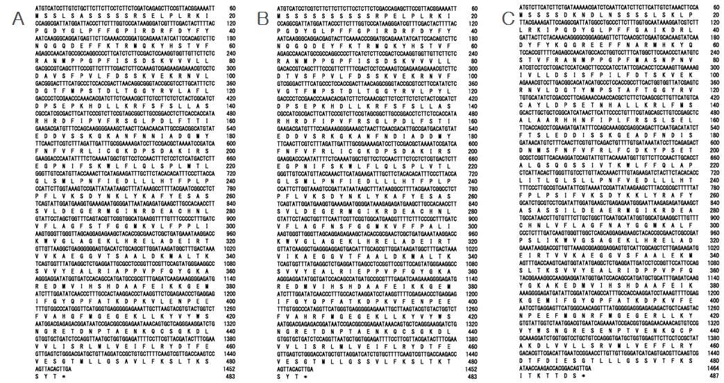 그림 3. 본 연구에서 선발한 유전자들 중 대표적인 oxylipin 생합성 관련 유전자 3종의 염기 및 아미노산 서열 예시