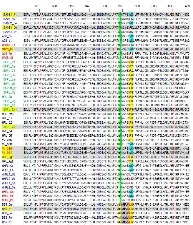 그림 9. Oxylipin 생합성 관련 유전자들의 아미노산서열을 alignment 하여 기능별 활성 부위의 아미노산 보존 및 변환을 분석한 결과