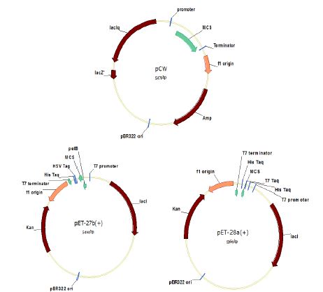 그림 10. 대장균 발현벡터 pCWori, pET-27b, pET-28a 맵