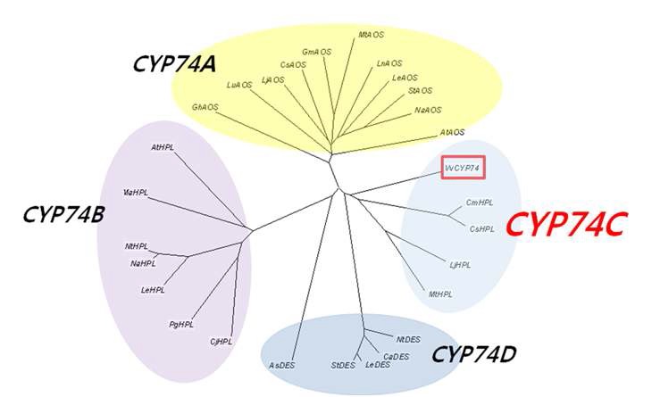 그림 14. 효소의 변이체 제작에 사용된 포도 VvHPL1 유전자와 기존에 알려진 OL 생 합성 유전자들 간의 계통분석 결과