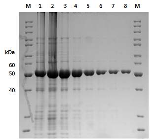 그림 22. VvHPL1-TM3(P122A+F286I+M292L) 변이 유전자의 재조합단백질을 Ni+2-NTA 컬럼 정제한 후 회수한 분획의 SDS-PAGE 사진