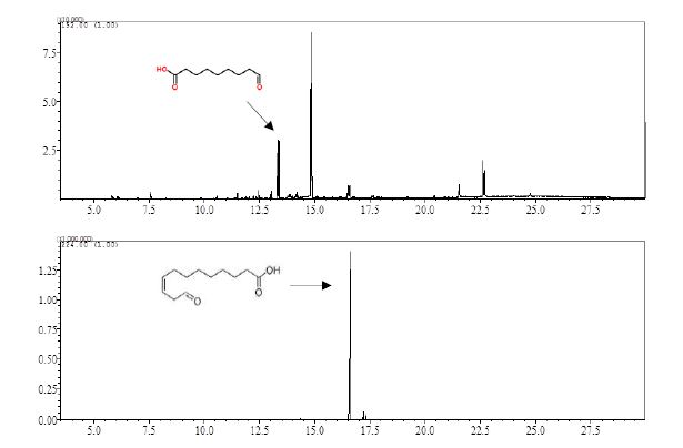 그림 29. HPL 효소의 활성분석을 위한 9-HPOD의 HPL 효소 산물 9-Oxononanoic acid(Upper)와 13-HPOD의 HPL 효소 산물 12-Oxo-9(Z)-dodecenoic acid(Lower)를 GC/MS SIM 모드로 분석한 크로마토그램.