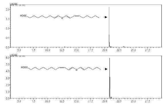 그림 31. DES 효소의 활성분석을 위한 9-HPOD의 HPL 효소 산물 Colneleic acid (Upper)와 13-HPOD의 AOS 효소 산물 Etheroleic acid(Lower)를 GC/MS SIM 모드로 분석한 크로마토그램