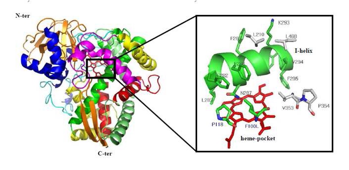 그림 38. VvHPL1-SM1(F100L)의 3차구조 및 heme-pocket의 구조 예측 사진.