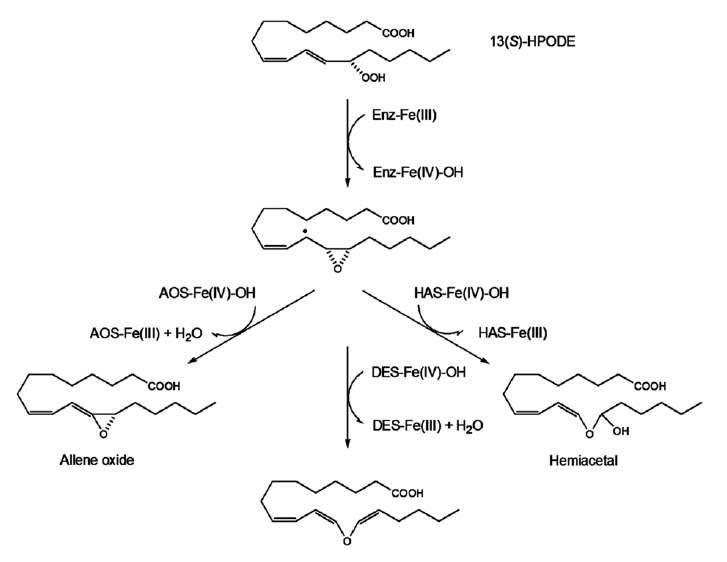 그림 41. Hydroperoxide 13(S)-HPODE를 기질로 CYP74의 산물이 형성되는 일반적인 기작의 모식도