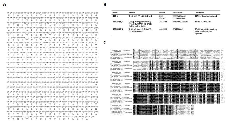 그림 2. 고구마 PSY 유전자 분석. A,B, 염기서열 및 motif; C, 여러 식물체 PSY 와의 상동성 비교