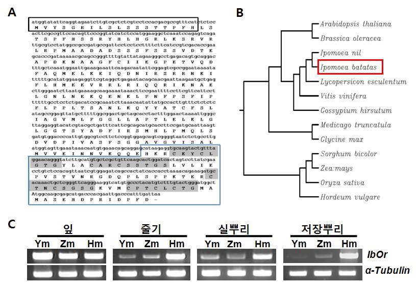 그림 6. 신황미 저장뿌리에서 분리한 IbOr 유전자 분리