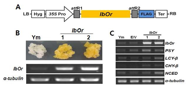 그림 7. IbOr 유전자 도입 형질전환 고구마 배양세포주 개발