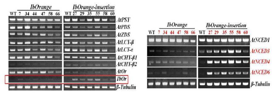 그림 9. IbOr 형질전환 애기장대의 카로티노이드 생합성 유전자 발현분석