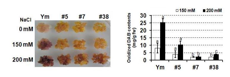 그림 15. RNAi-IbCHY-β 형질전환 고구마 배양세포의 salt 스트레스 내성분석