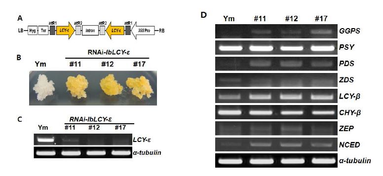 그림 16. RNAi-IbLCY-ε 형질전환 고구마 배양세포주 개발 및 분석
