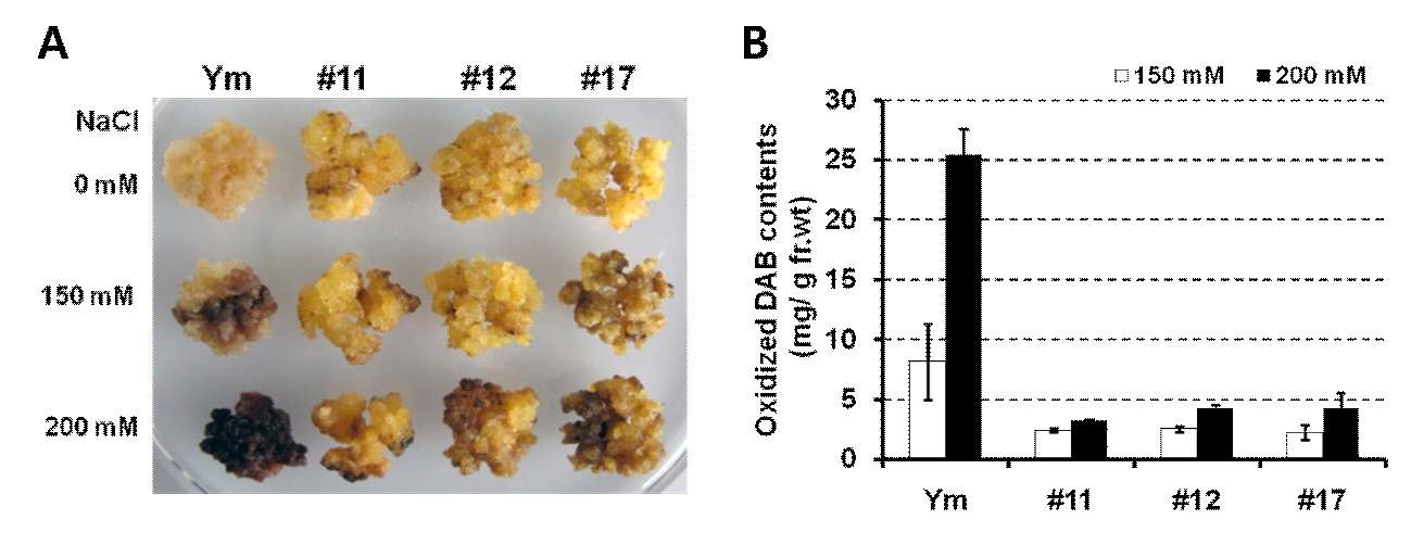 그림 18. RNAi-IbLCY-ε 형질전환 고구마 배양세포의 salt 스트레스 내성 분석