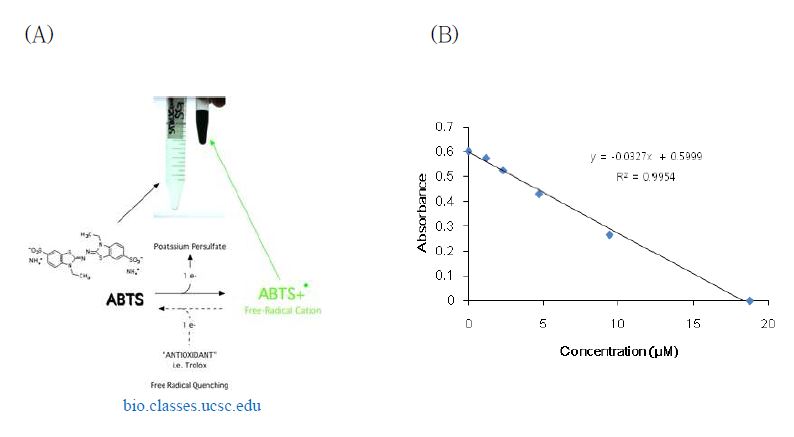 그림 32. ABTS assay의 원리 (A)와 Trolox 검량선 (B)