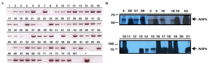 그림 4. AGPase small subunit (AGPS) 유전자 과발현 식물체 제작