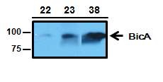 그림 8. Western blot 분석을 통한 남세균의 BicA 유전자 과발현 식물체 제작 및 선발.