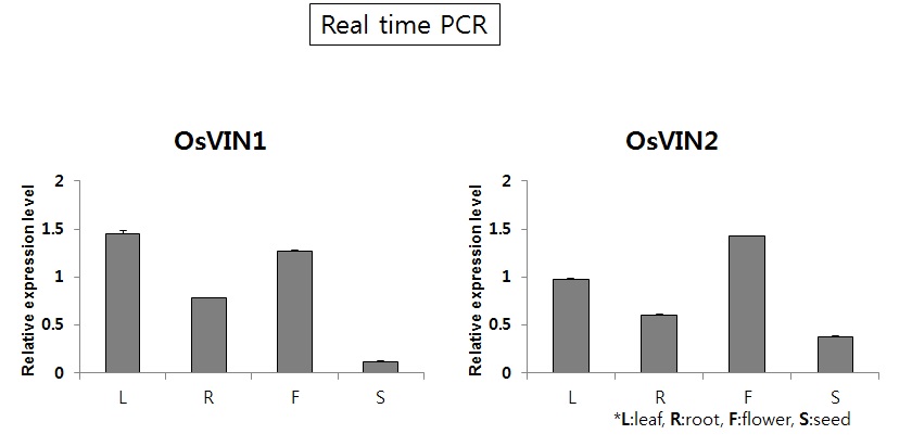 그림 13. OsVIN 1,2의 조직별 발현 양상