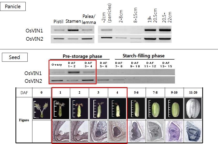 그림 14. OsVIN 1,2의 꽃과 종자발달 시기별 발현 양상