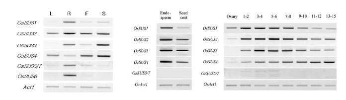 그림 15. 식물의 주요 기관(좌) 및 종자 발달과정(우)에 대한 OsSUS 유전자의 발현 분석
