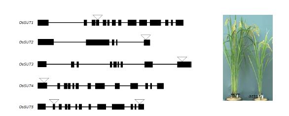 그림 16. OsSUT 유전자군의 순종 돌연변이 분리(좌) 및 OsSUT2 표현형(우) 분석