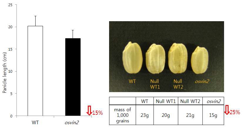 그림 18. OsVIN2 돌연변이 순종라인의 표현형 확인