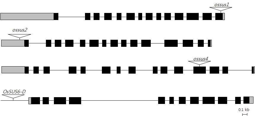 그림 19. OsSUS 유전자군의 순종 돌연변이 분리