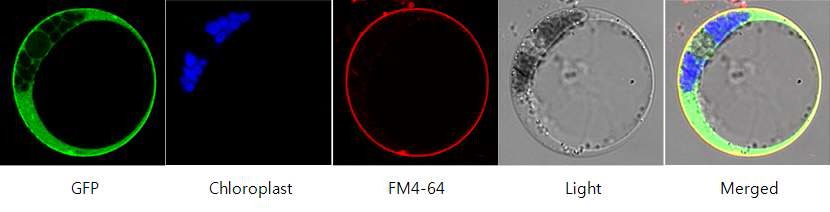 그림 25. OsSUS5, 7의 GFP 융합 단백질의 세포내 발현 위치