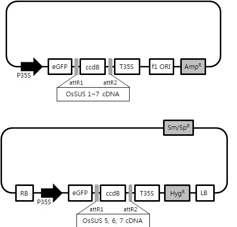 그림 26. GFP 융합 발현 벡터