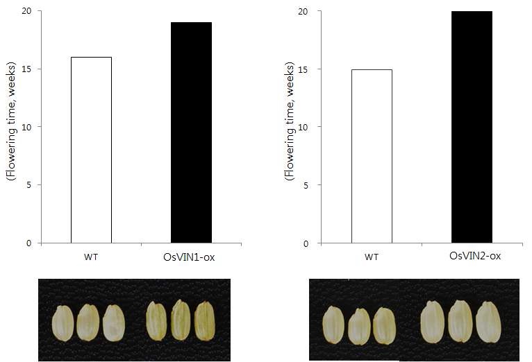 그림 30. OsVIN 과발현 식물체의 개화시기 및 종자 표현형