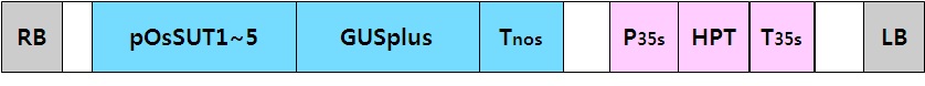 그림 33. OsSUT 각 유전자의 GUS 융합 벡터 제작