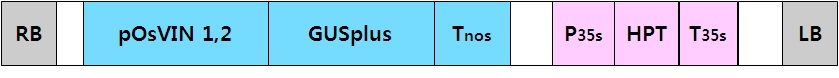 그림 34. OsVIN 1,2 각 유전자의 GUS 융합 벡터 제작
