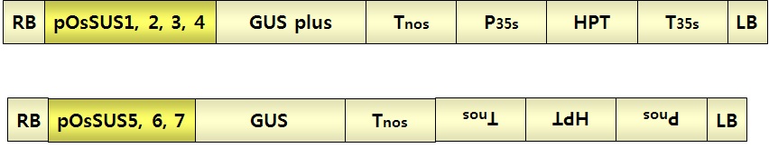 그림 35. OsSUS 각 유전자의 GUS 융합 벡터 제작