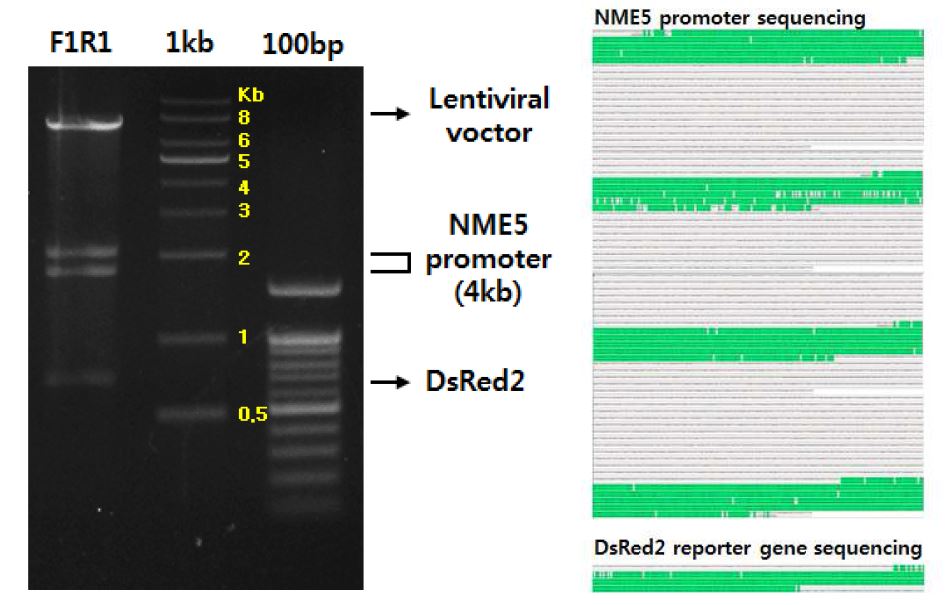 그림 11. NME5 promoter-DsRed2-V5 lentiviral vector의 cloning 및 sequenicing을 통해 확인