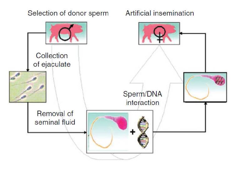 그림 15. Sperm-mediated gene transfer-SMGT에 관한 모식도
